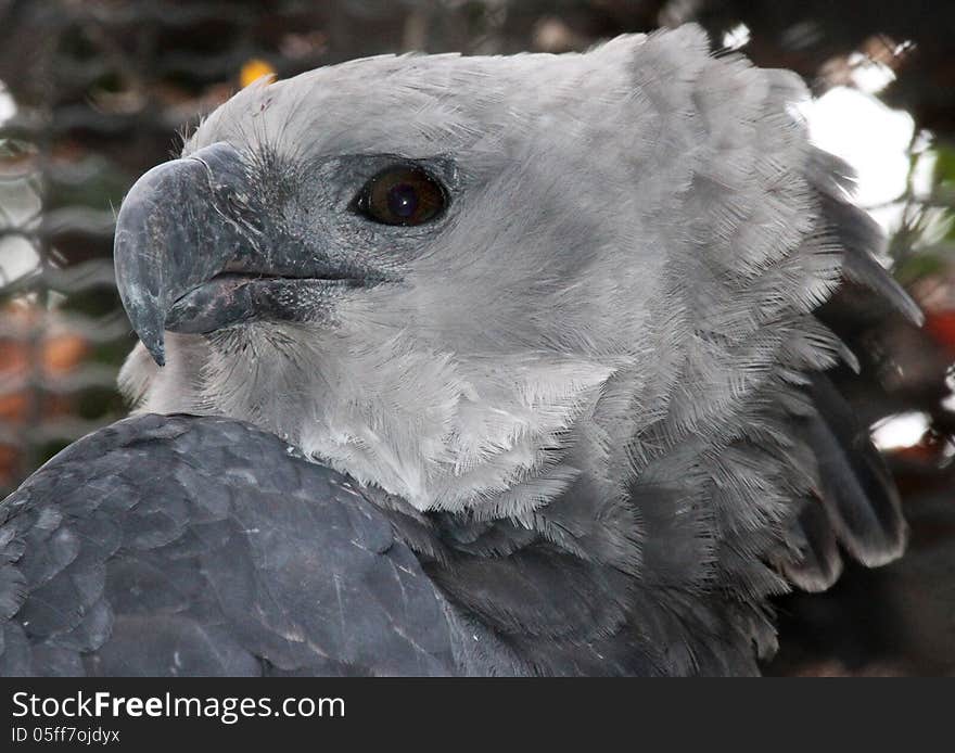 Harpy Eagle Close Up Portrait