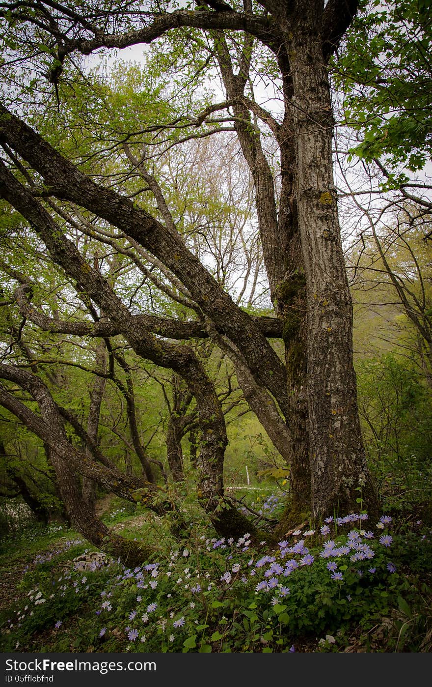 Old high trees in the umbria forest.