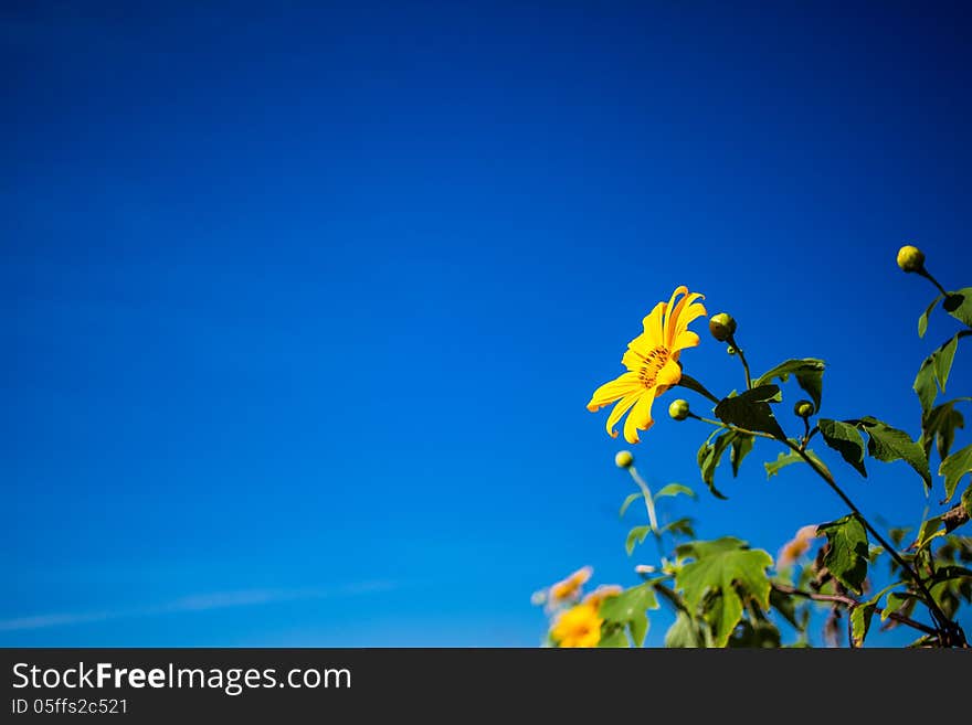 Flower Autumn and Flowers Background. Flower Autumn and Flowers Background.