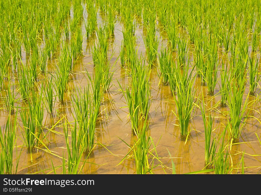 Green Rice Field,Thai