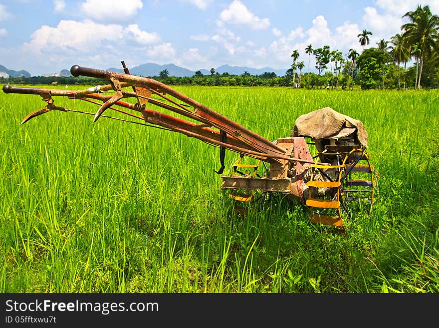 Plow Fields In Farm Rice On Blue Sky.