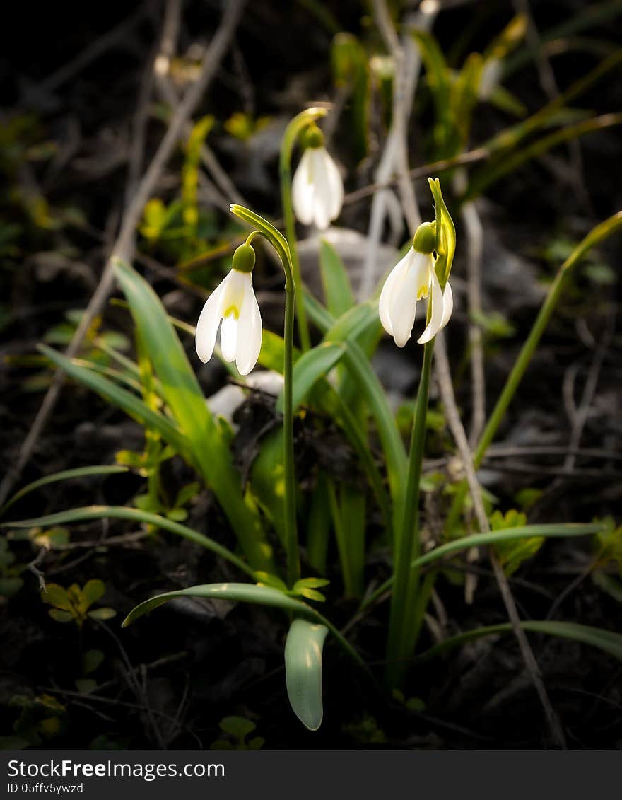 Spring tenderness