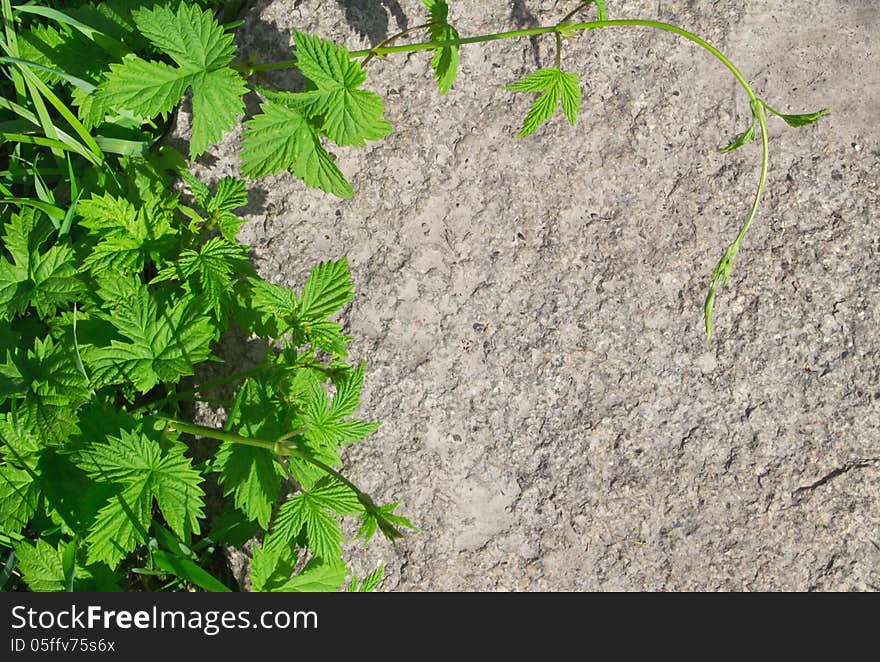 Granite and leaves