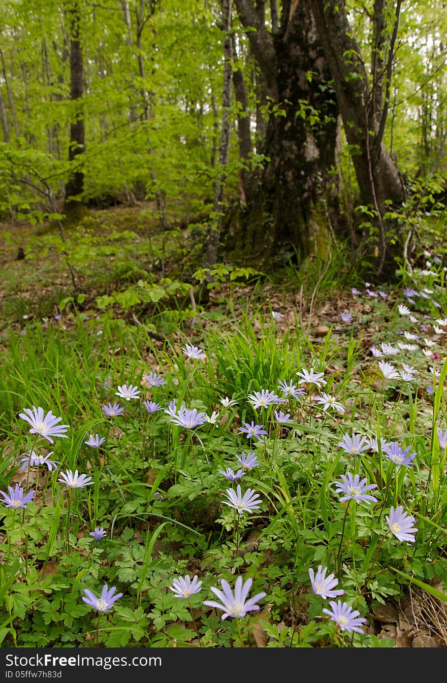 Fairy forest