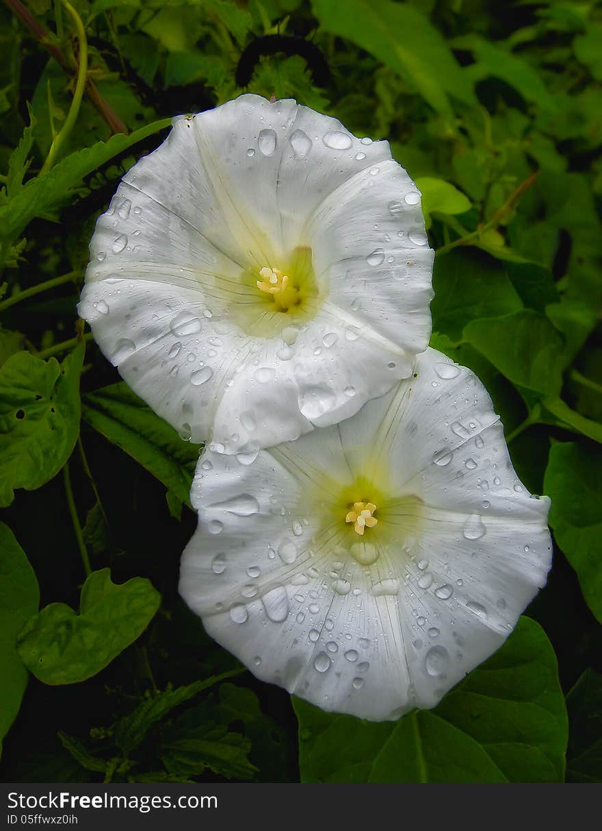 White flowers and drops