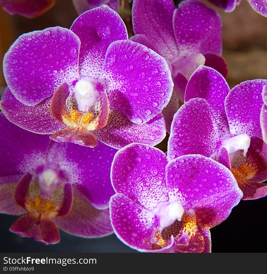 Orchid