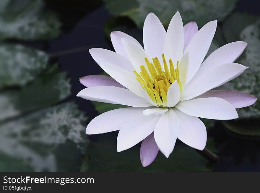 White lotus with green background