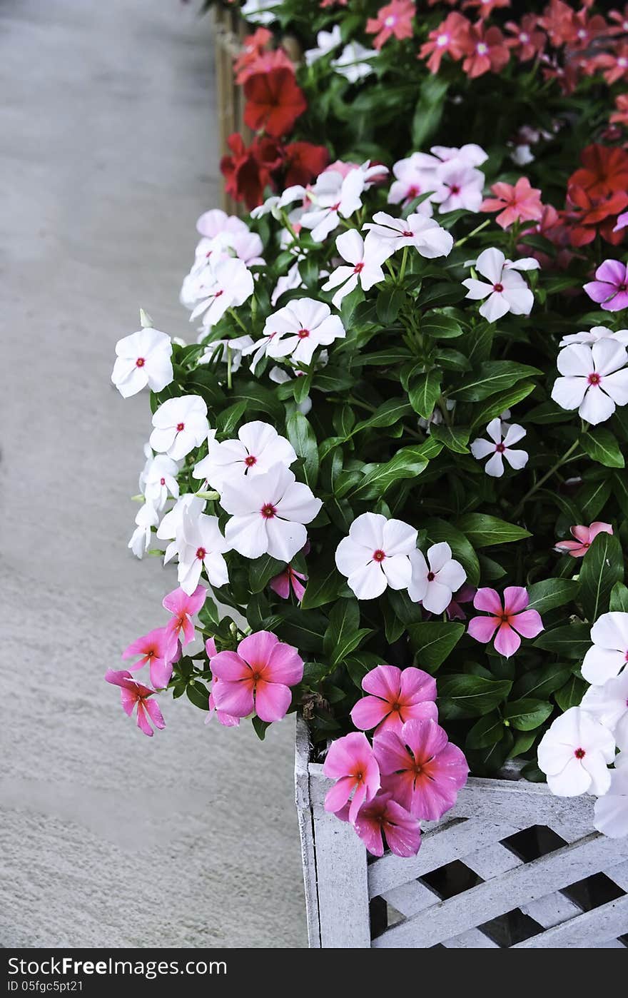 Catharanthus roseus