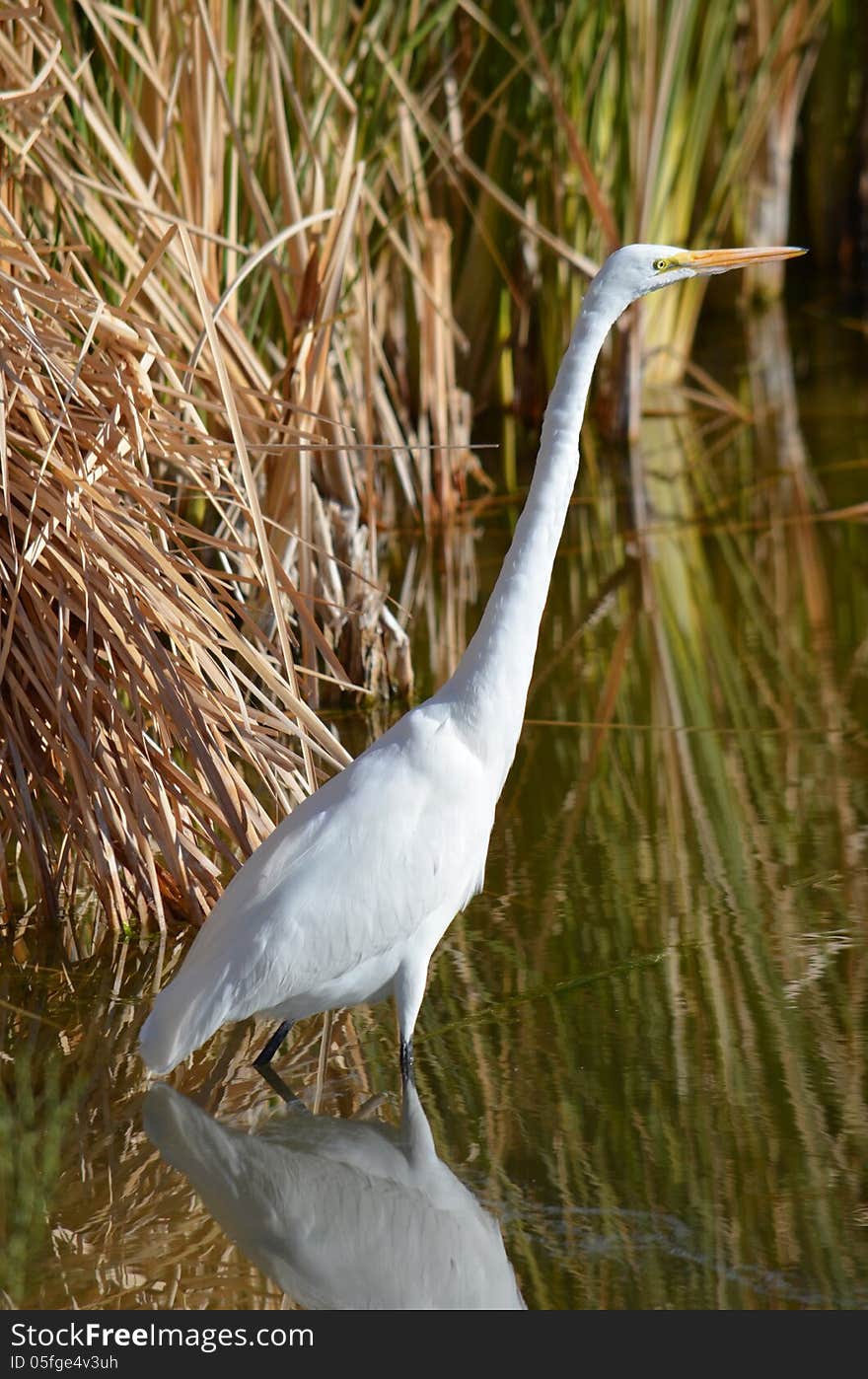 Great Egret &x28;Ardea Alba&x29;