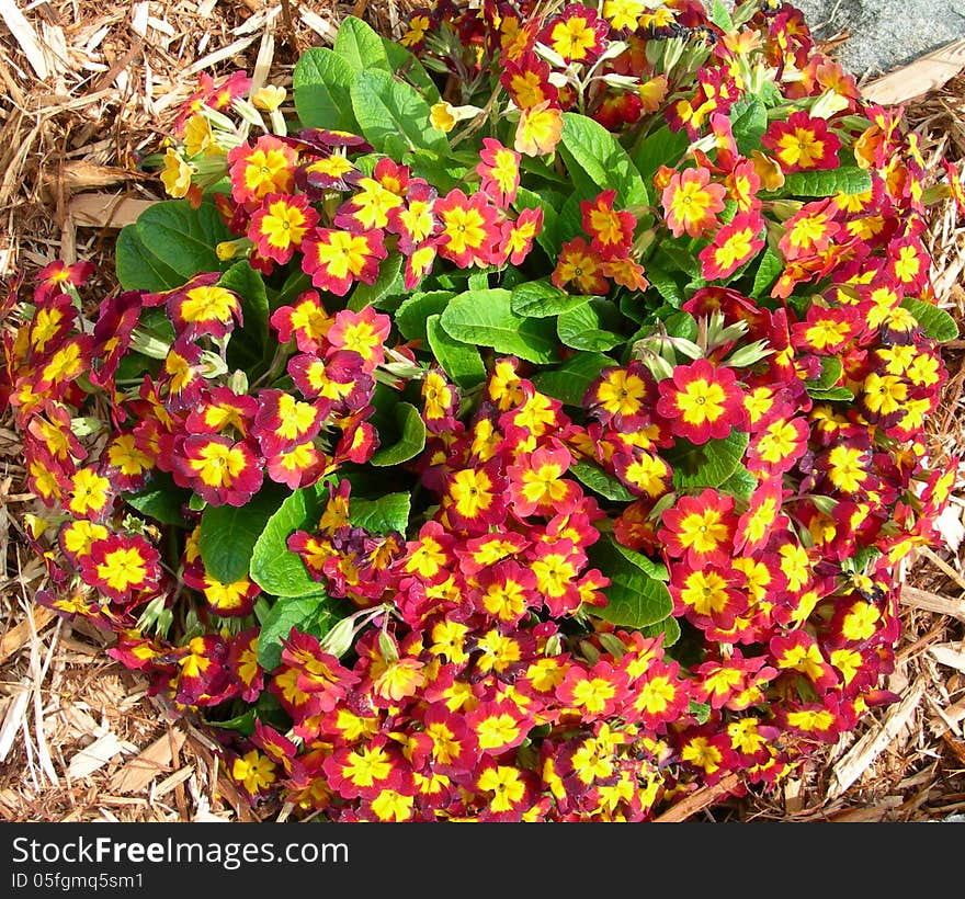 Spring flower beds with orange red flowers. Spring flower beds with orange red flowers