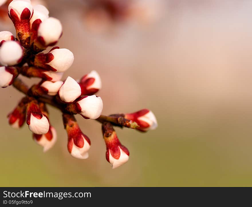 branches with apricot blossoms flower