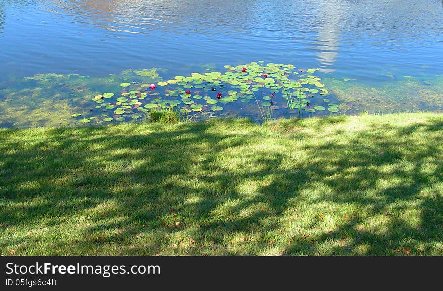 Pond landscape with water lilies in bloom. Pond landscape with water lilies in bloom