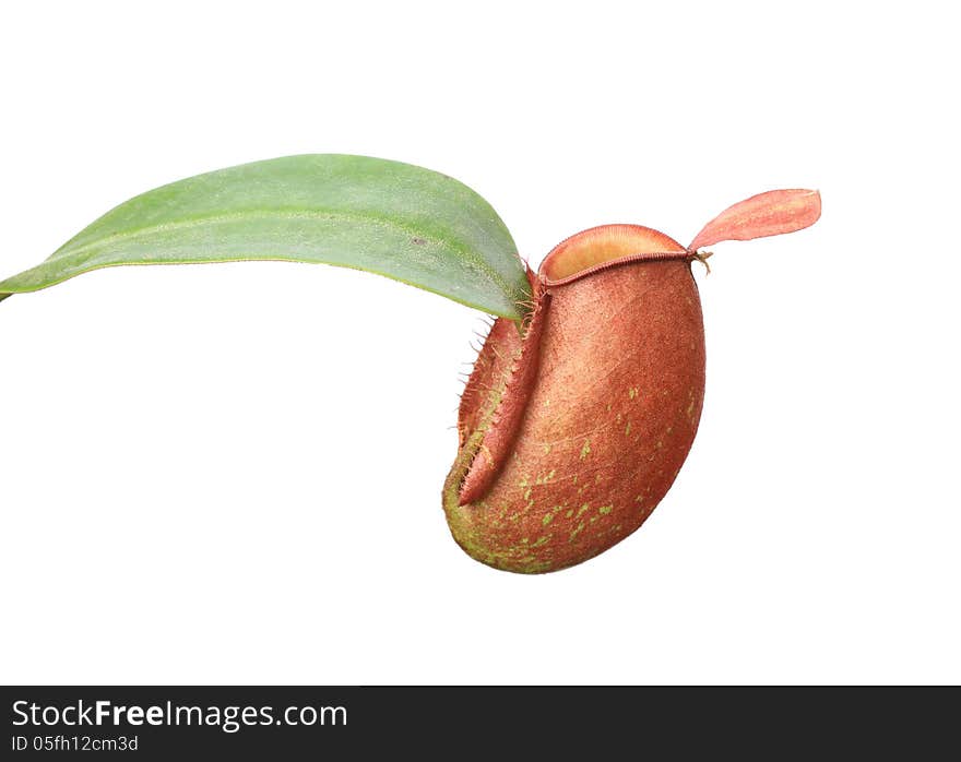 Tropical pitcher plants (monkey cups) isolated on white background