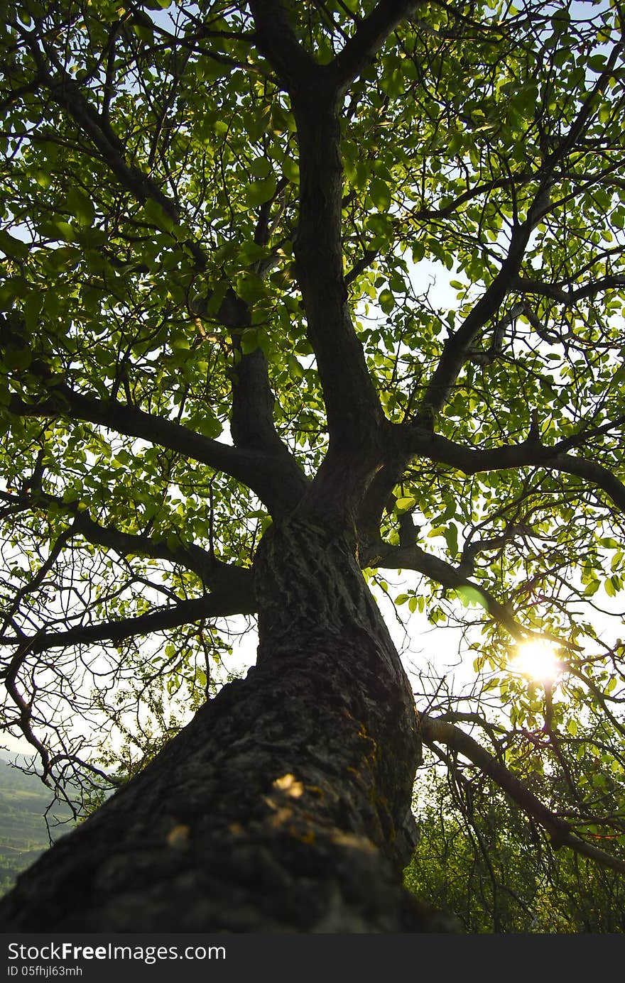 Along a branch tree, towards sun.