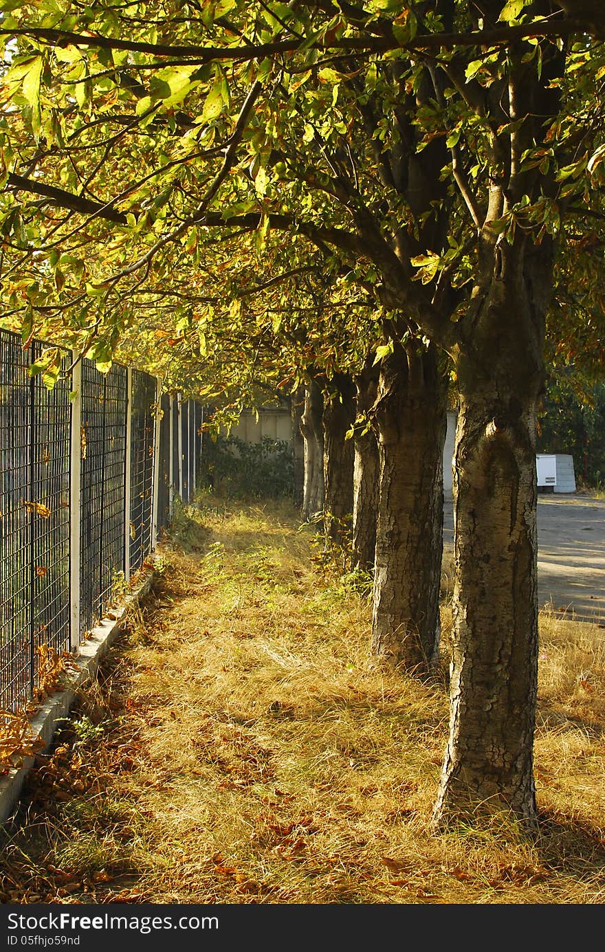 Fence vs Trees