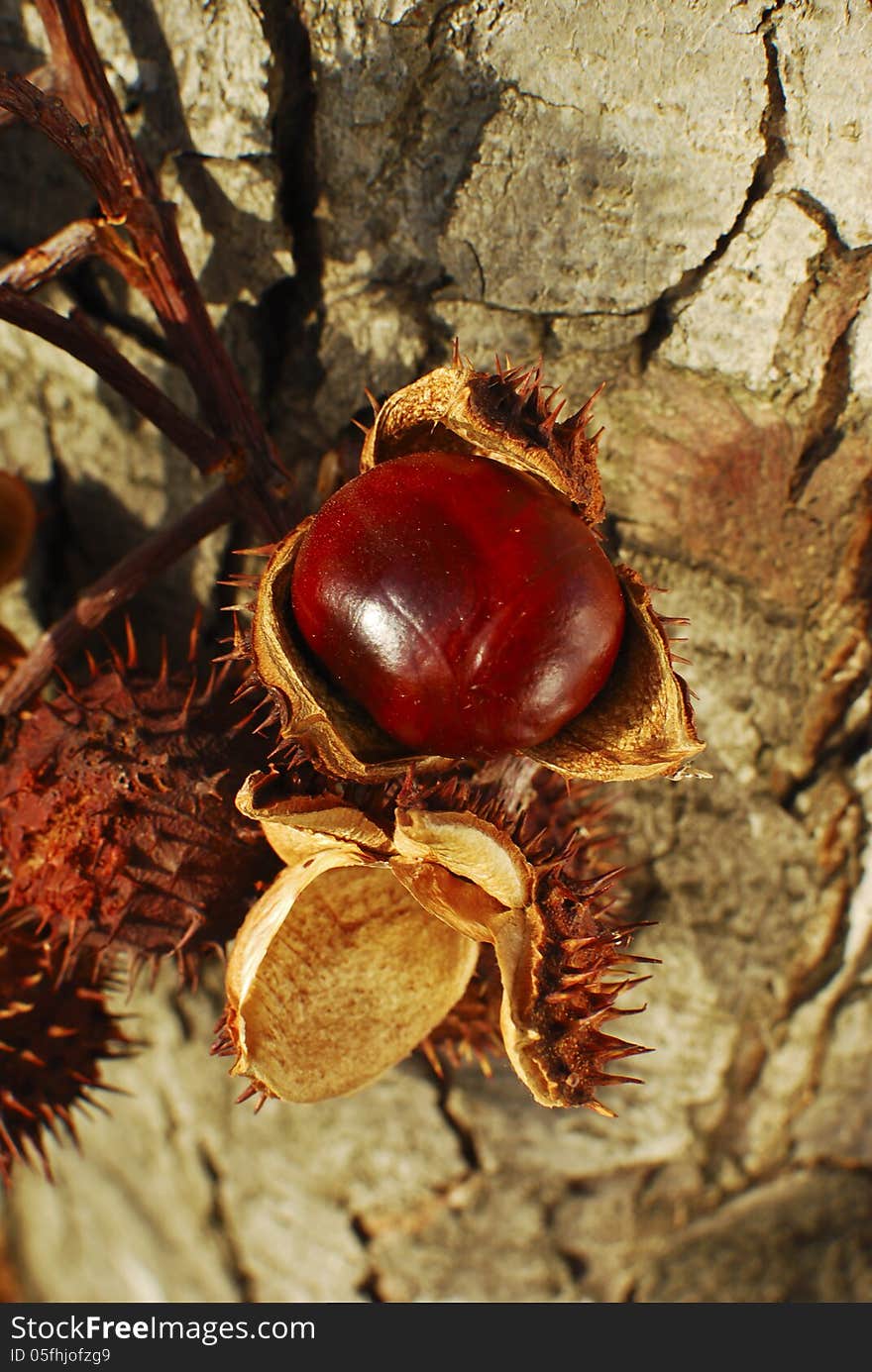 Branch with chestnuts in peel.