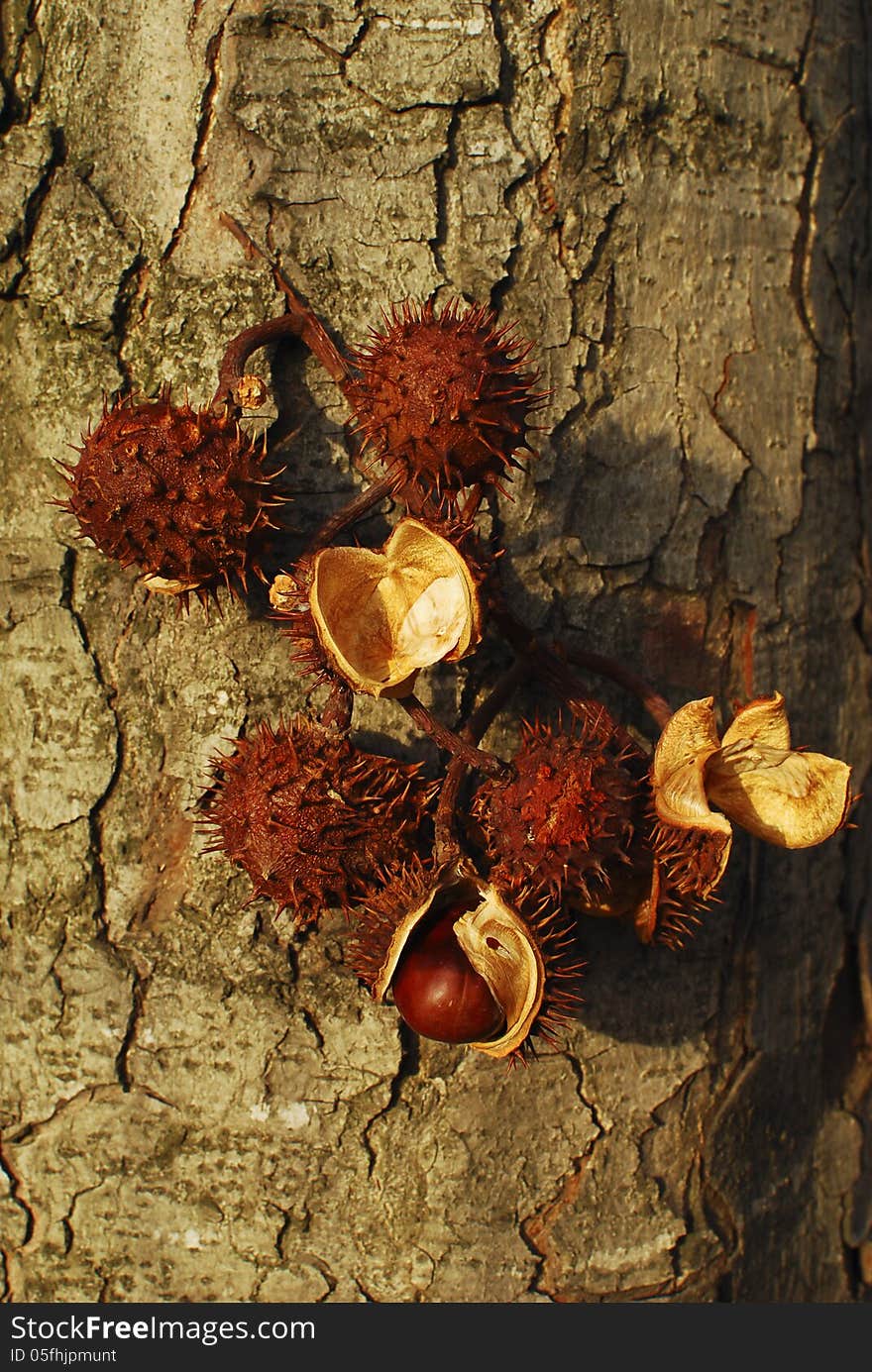 Branch with chestnuts in peel.