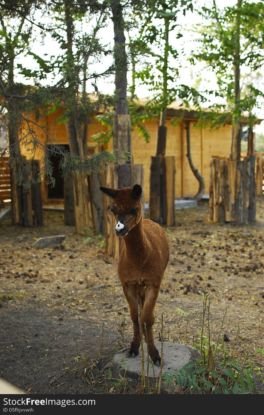 Llama posing in zoo, near Constanta, Romania.