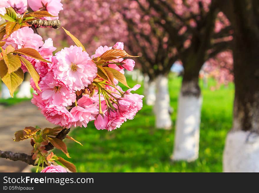 Delicate pink flowers blossomed Japanese cherry trees. Delicate pink flowers blossomed Japanese cherry trees