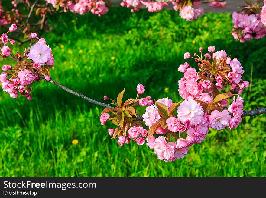 Pink flowers blossomed above fresh green grass this spring on the branches of Japanese sakura. Pink flowers blossomed above fresh green grass this spring on the branches of Japanese sakura