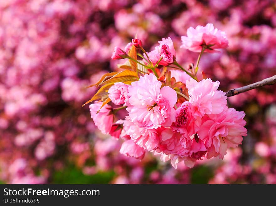 Delicate pink flowers blossomed Japanese cherry trees. Delicate pink flowers blossomed Japanese cherry trees