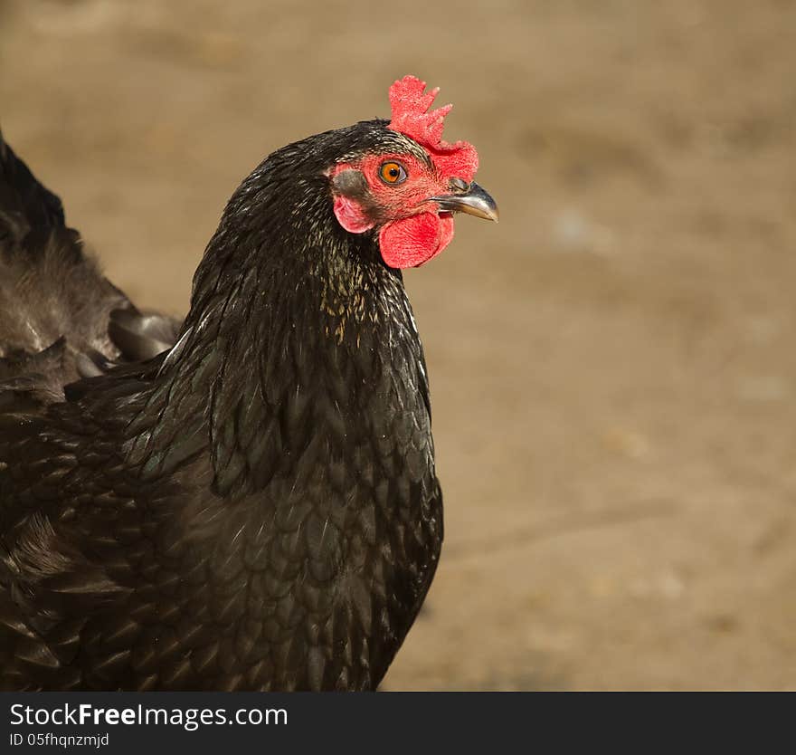 Portrait of a black chicken. Portrait of a black chicken