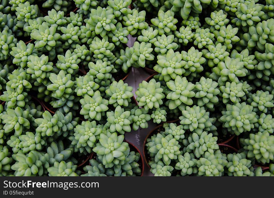 Green Cactus in pots in a flower farm