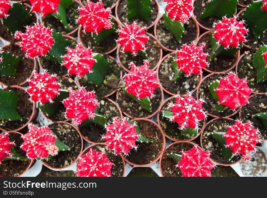 Red Cactus with flower in pots