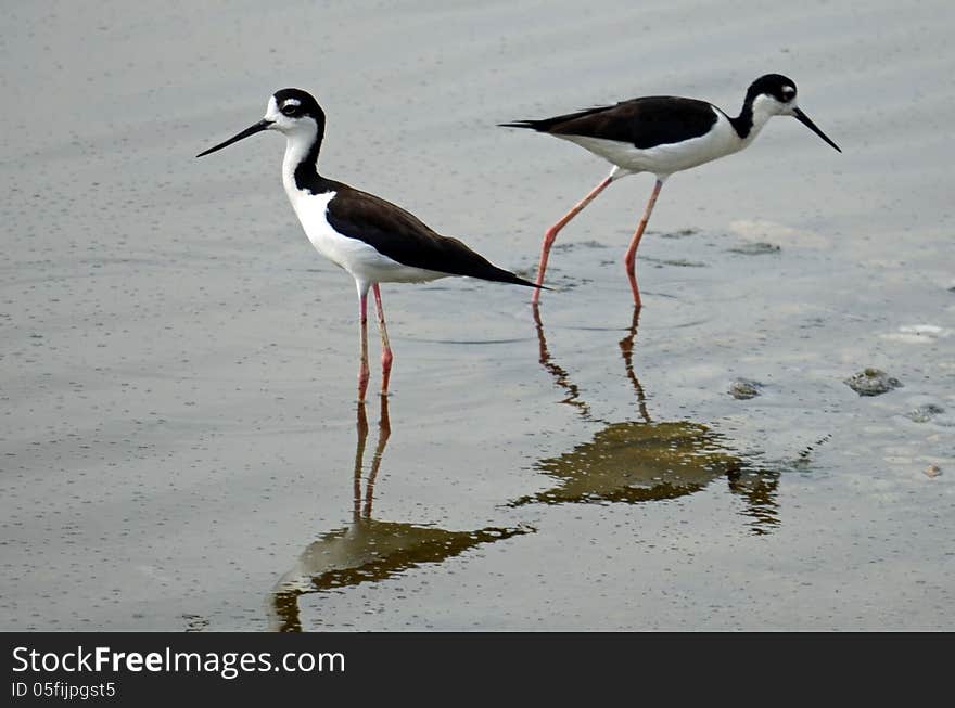 Black Neck Stilts &x28;Himantopus mexicarus&x29