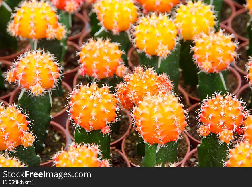 Yellow Cactus with flower in pots