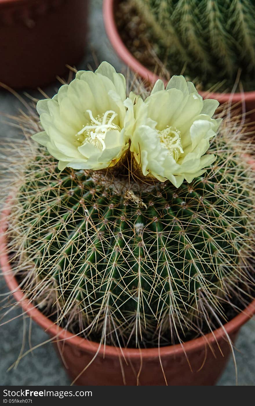 Cactus with flower in a pot