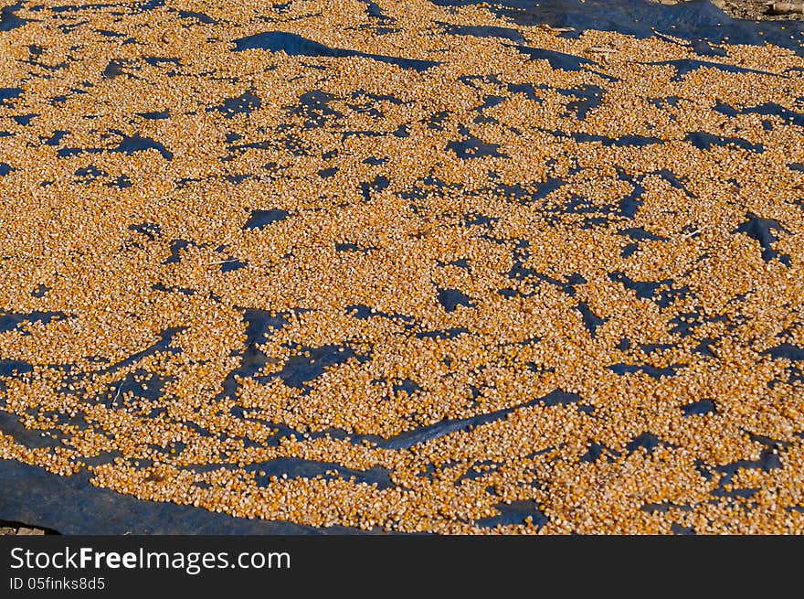 Corn Drying on the sun in the village. Sapa.