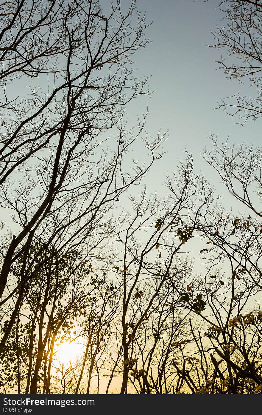 Silhouette the tree at sunset background. Silhouette the tree at sunset background