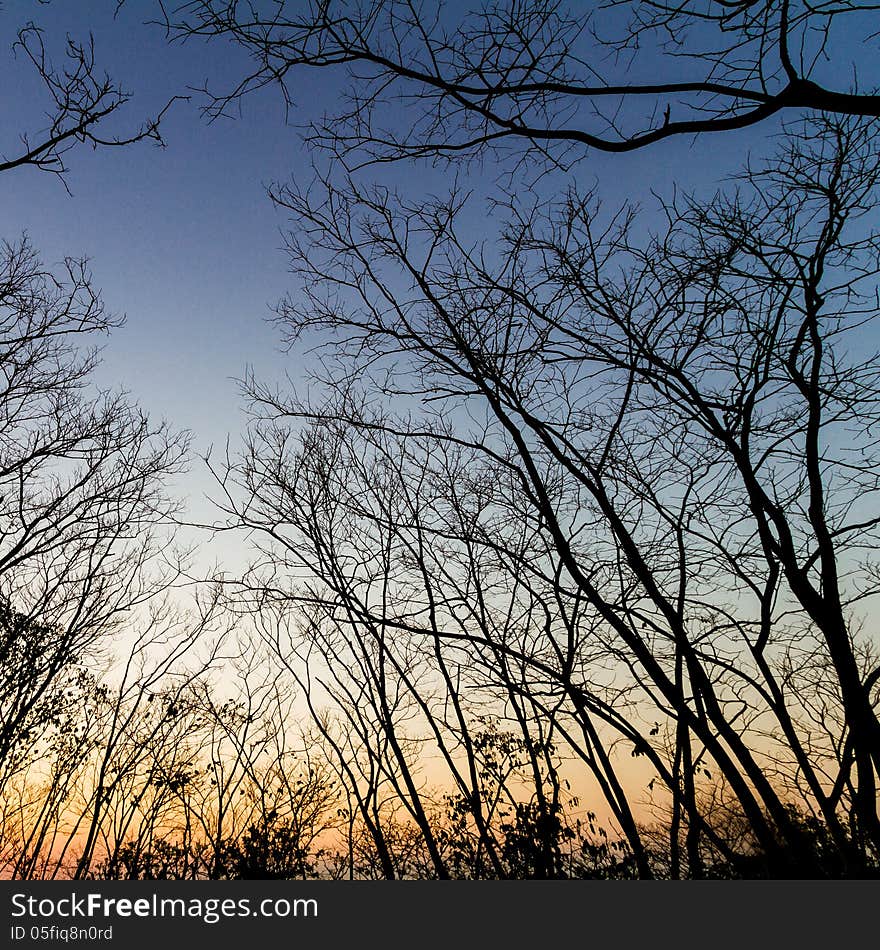 Silhouette the tree at sunset background. Silhouette the tree at sunset background