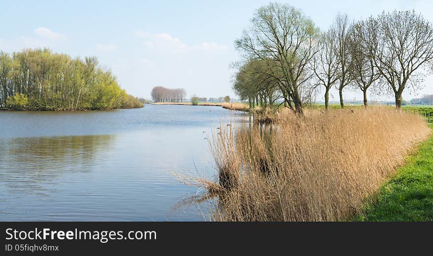 Dutch landscape with a wide stream, yellowed reeds and green coloring trees with young leaves. Dutch landscape with a wide stream, yellowed reeds and green coloring trees with young leaves.