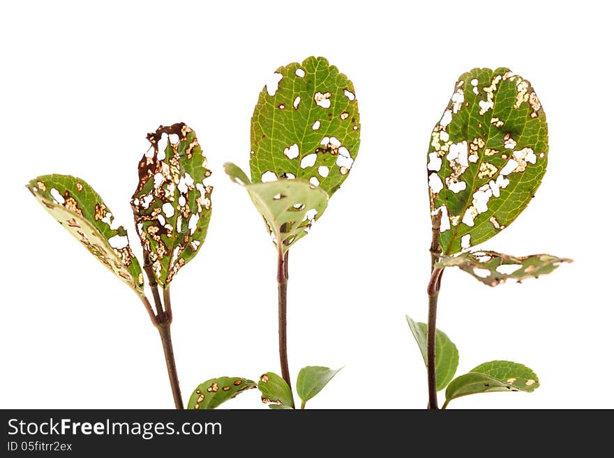 Leaves with holes eaten by insects, isolated on white