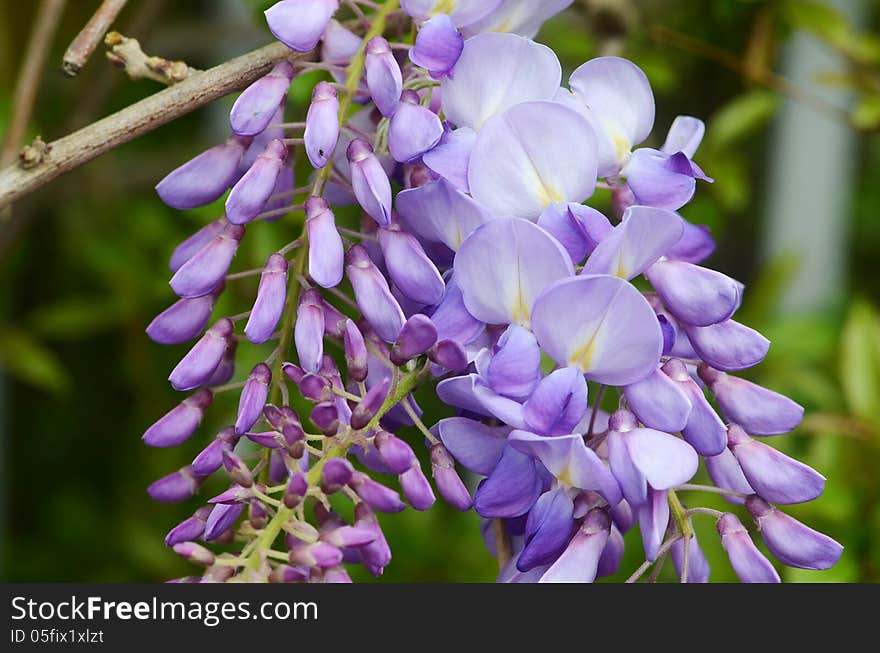 Wisteria flower