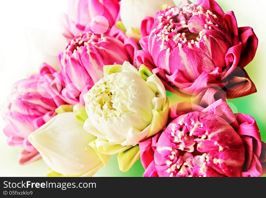 Closeup beautiful pink and white lotus flowers