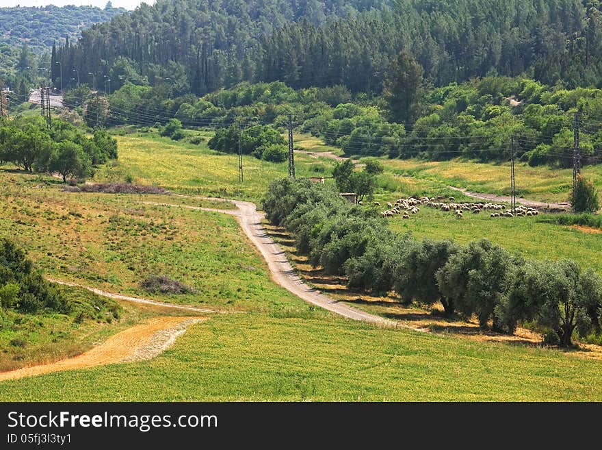 Rural landscape with the road, reaping wheat field, olive plantation and herd of grazing sheep. Judaic mountains, Bet Gemal, Israel