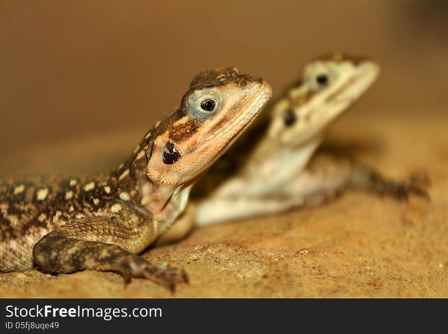 Agama lizard is a small zoo from