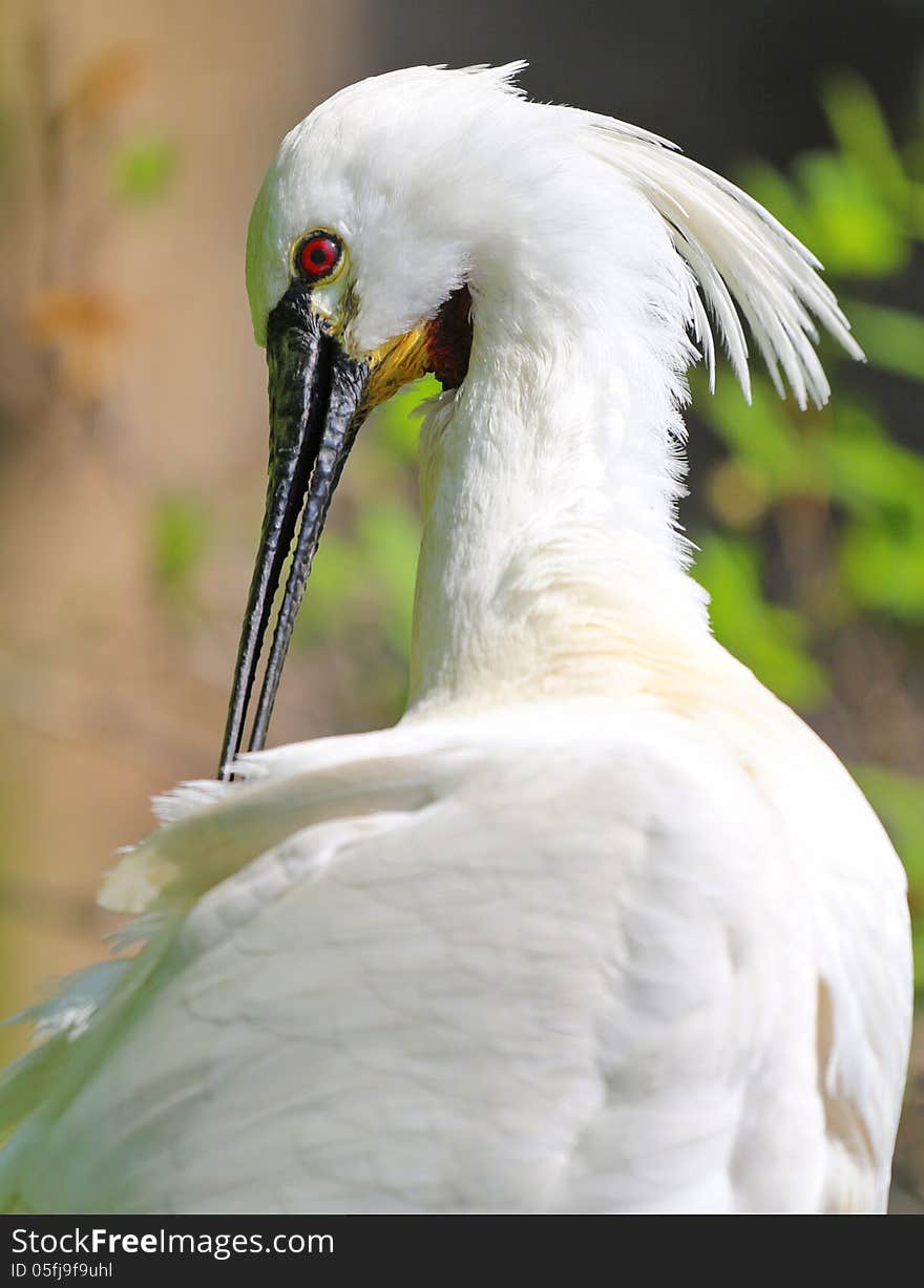 Eurasian Spoonbill his portrait is a large bird. Eurasian Spoonbill his portrait is a large bird