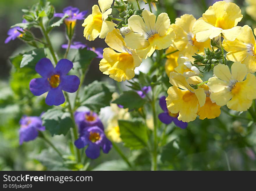 Fresh garden flowers blue and yellow. Fresh garden flowers blue and yellow