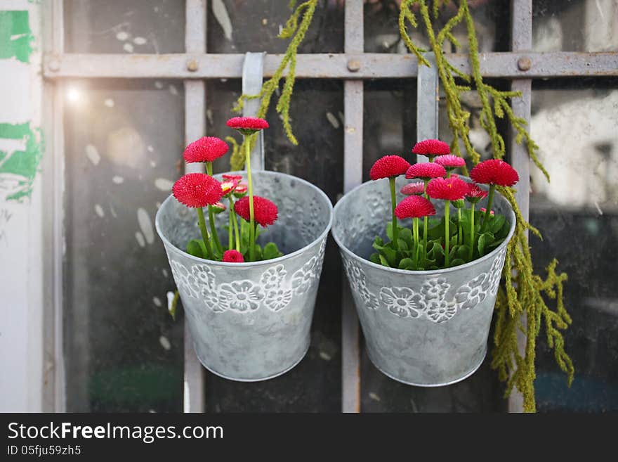 Red flowers in a shabby pot. Red flowers in a shabby pot