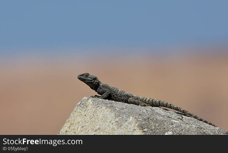 Roughtail Rock Agama &x28;Stellagama stellio&x29