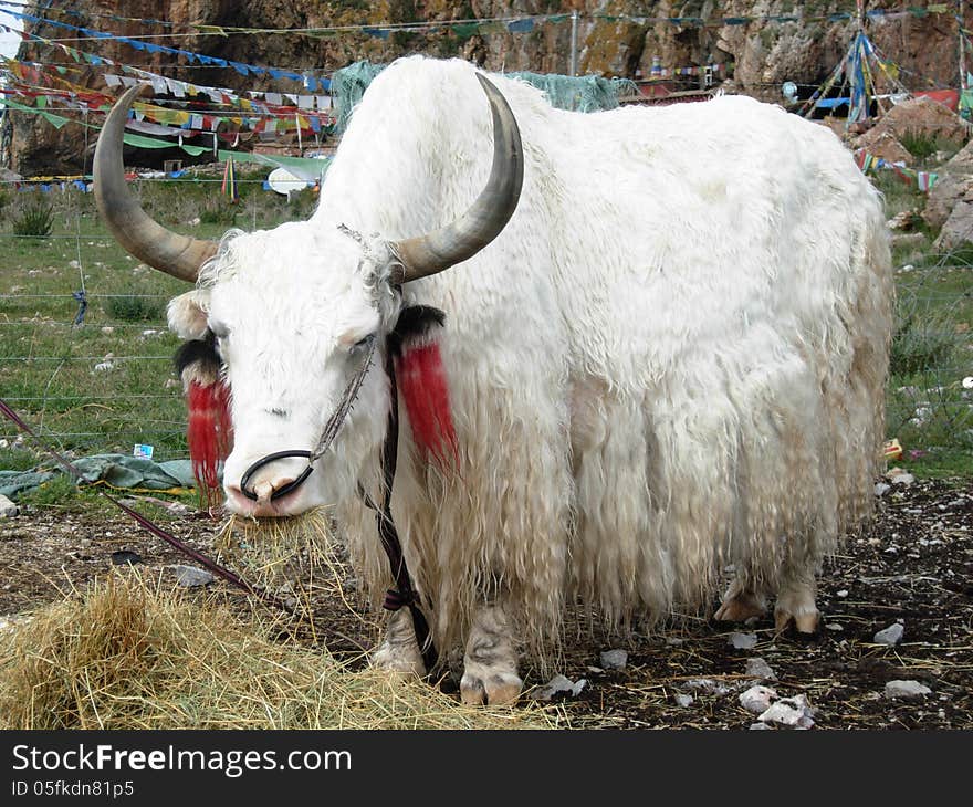 Beautiful white yak in Tibet