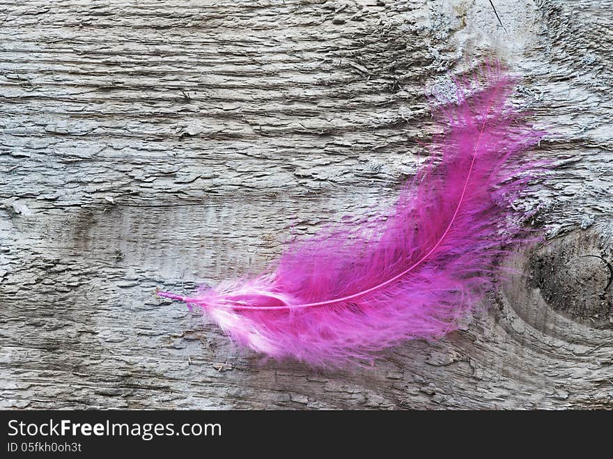 Pink feather on wooden board