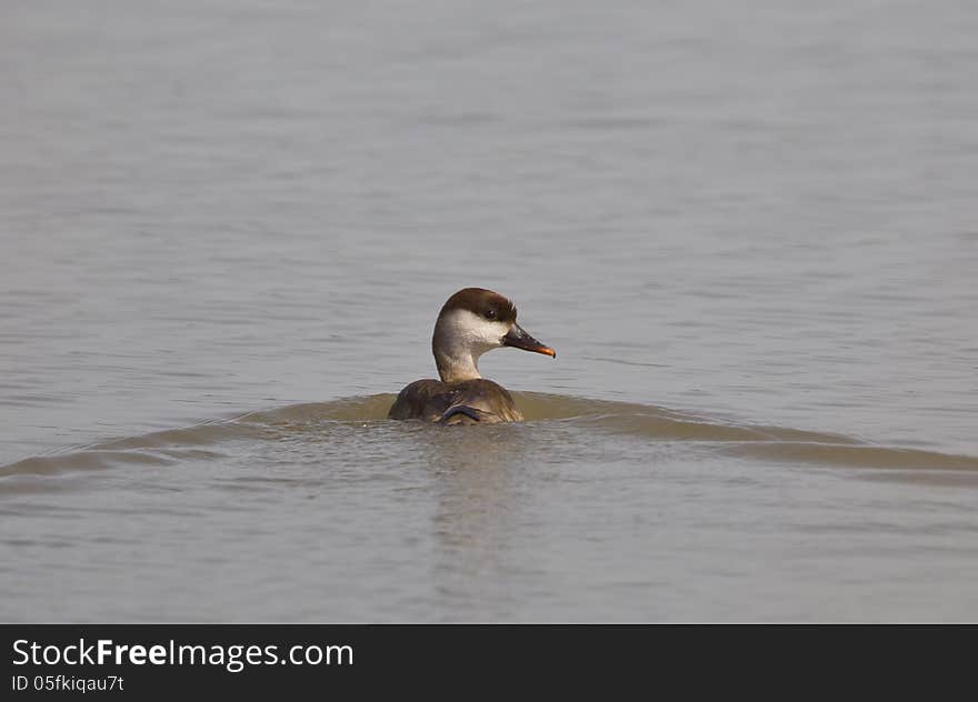 Red-crested Pochard &x28;Netta rufina&x29