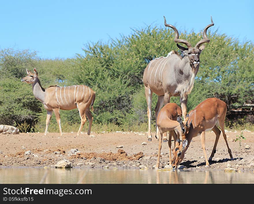 A Kudu bull and cow share a watering hole with a mother Impala and her young ram. Photo taken in Namibia, Africa. A Kudu bull and cow share a watering hole with a mother Impala and her young ram. Photo taken in Namibia, Africa.