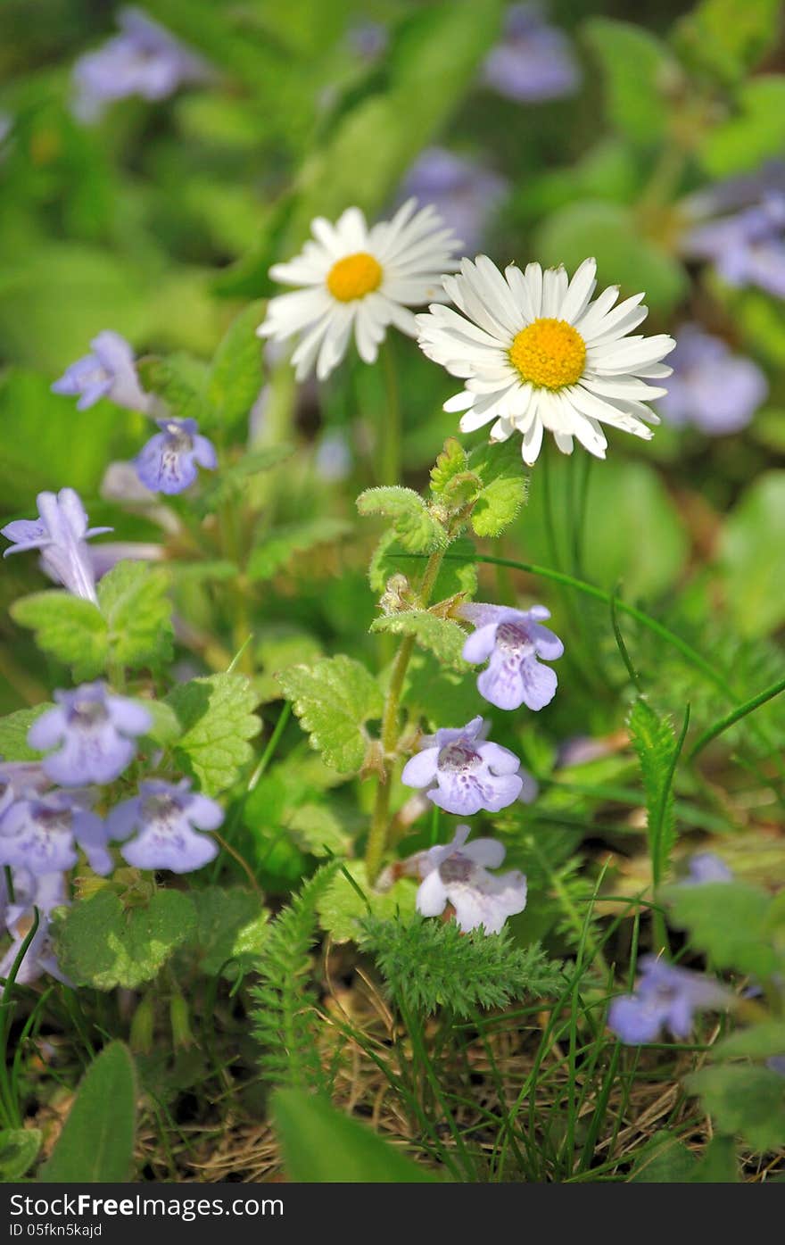 Closeup of daisies and catsfoot in a meadow