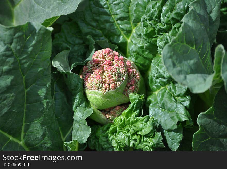 Closeup of a Rhubarb bud. Closeup of a Rhubarb bud